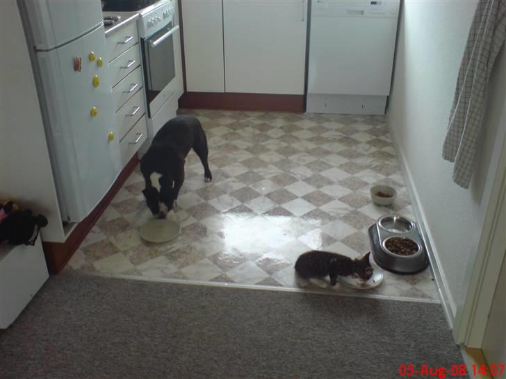 Blanding af racer tarzan billede 15