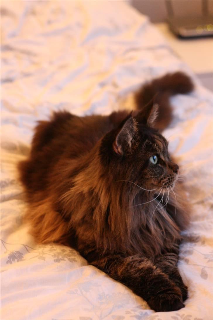 Maine Coon Diddi billede 8