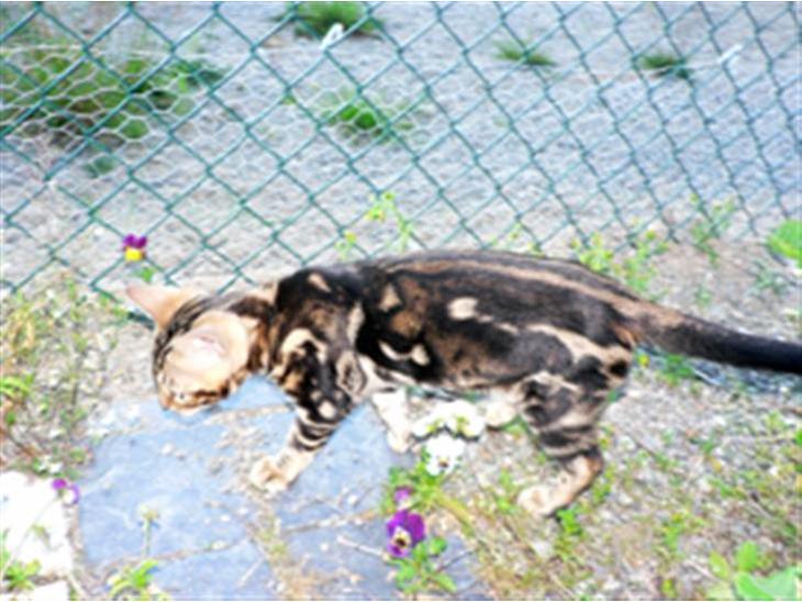 Bengal Leopardette´s Genesis billede 1