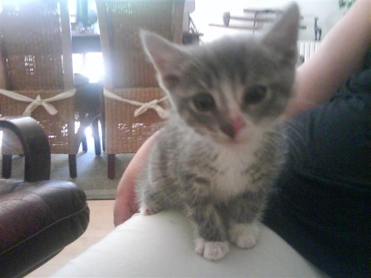 {{currentPhoto.altText}} billede {{currentPhoto.number}}