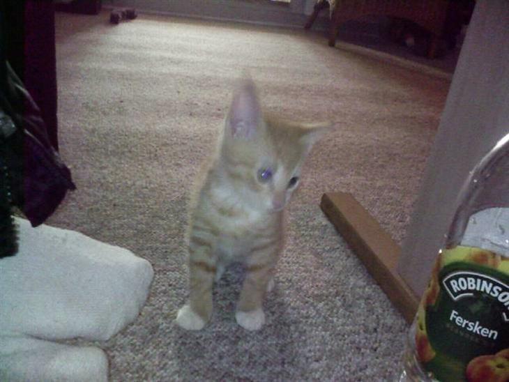 {{currentPhoto.altText}} billede {{currentPhoto.number}}