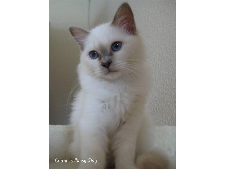 Hellig Birma RIP DK Quanti´s Daisy Day billede 1