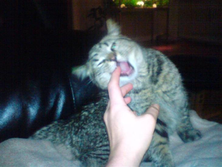 {{currentPhoto.altText}} billede {{currentPhoto.number}}