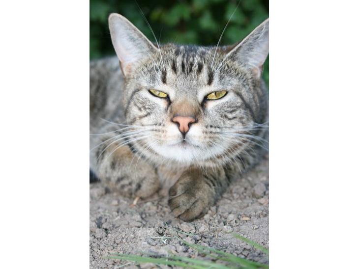 Blanding af racer Simba Halv Main coon. - Sikken en doven Katt !! billede 1