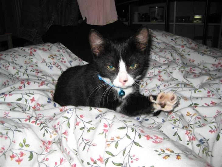 {{currentPhoto.altText}} billede {{currentPhoto.number}}