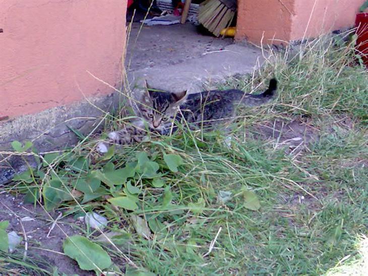 Huskat Tiger *RIP* - ARG ! hvem mon så mig? HJÆÆLP ! billede 1