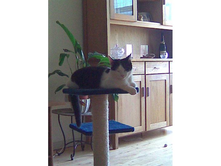 {{currentPhoto.altText}} billede {{currentPhoto.number}}