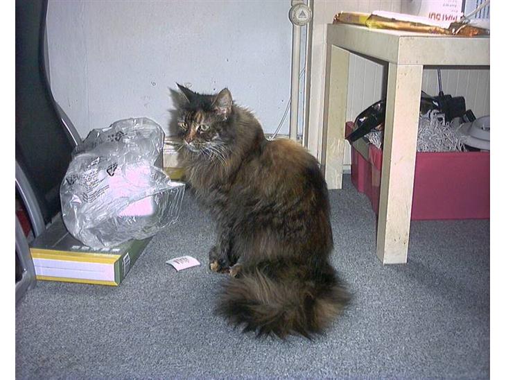Maine Coon molly r.i.p 2001*   + billede 1
