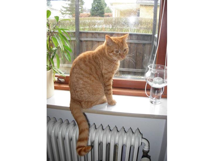 {{currentPhoto.altText}} billede {{currentPhoto.number}}