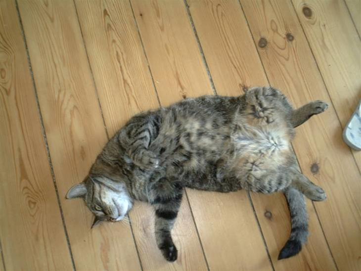 {{currentPhoto.altText}} billede {{currentPhoto.number}}