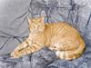Blanding af racer Garfield "R.I.P"