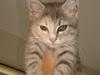 Blanding af racer Bodil R.I.P