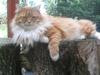 Maine Coon Prins