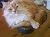 Blanding af racer Perser, Bamse [Tidl. kat]