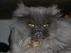 Perser Gismo