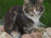 Maine Coon nicko [Tidl. kat]