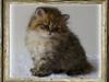 Perser Ophelia