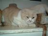 Scottish Fold Dumle