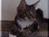 Maine Coon Manuela 