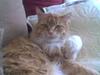 Maine Coon Frede