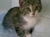 Blanding af racer Pippi (L)