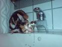 Cornish Rex Aida