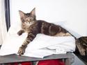 Maine Coon SP Olmocabes Jako
