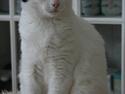 Huskat Snehvide