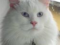 Maine Coon Snebold R.I.P 31/12/11