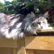 Maine Coon Livia Friis