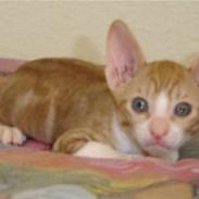 Cornish Rex lillemand/Nico Solgt