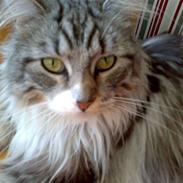 Maine Coon Livia Friis