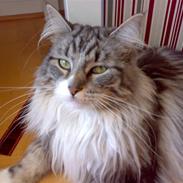 Maine Coon Livia Friis