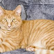 Blanding af racer Garfield "R.I.P"