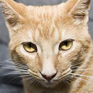 Blanding af racer Garfield "R.I.P"