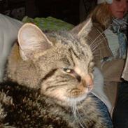 Huskat mis