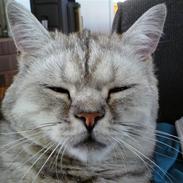 Blanding af racer Tito