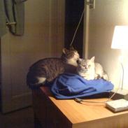 Blanding af racer Tito