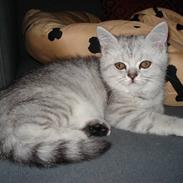 Blanding af racer Tito