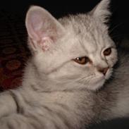 Blanding af racer Tito