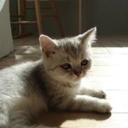 Blanding af racer Tito