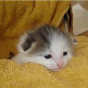 Blanding af racer Lux