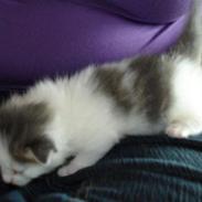 Blanding af racer Lux