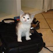 Blanding af racer Lux