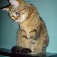 Blanding af racer Roma