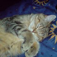 Blanding af racer Roma