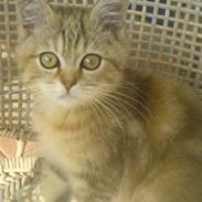 Blanding af racer Roma