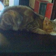 Blanding af racer Roma