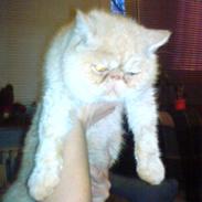 Exotic Gino Larenco R,I.P <3 /;