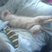 Exotic Gino Larenco R,I.P <3 /;